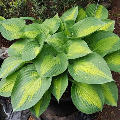 Hosta 'Lakeside Shoremaster'